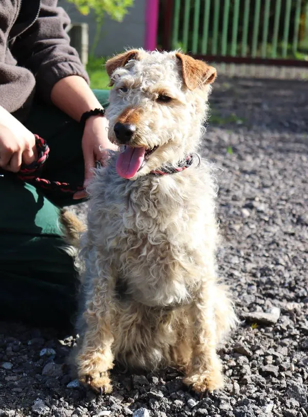 Znaleziono psa, Łódź, 4 maja 2025 (1/2)