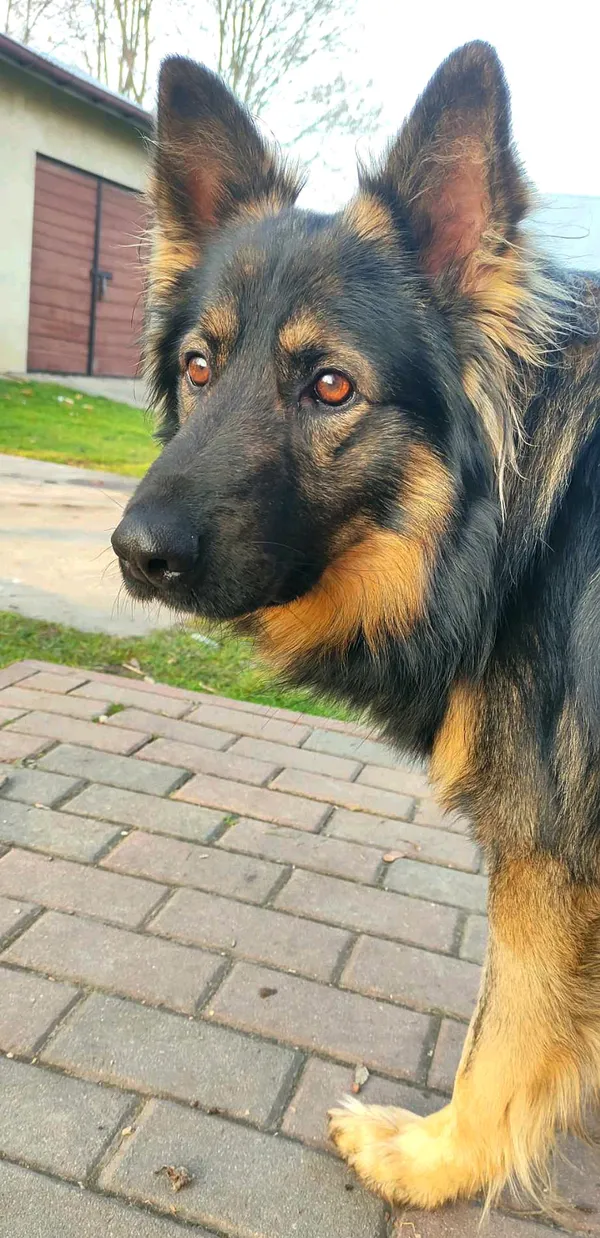 Zaginął pies, Januszkowice, 5 maja 2025 (3/4)