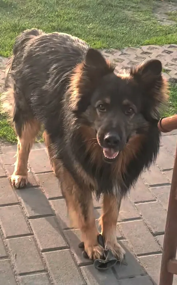 Zaginął pies, Januszkowice, 5 maja 2025 (4/4)