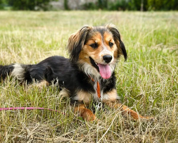 Pies do adopcji, Korabiewice, 4 maja 2025 (1/5)