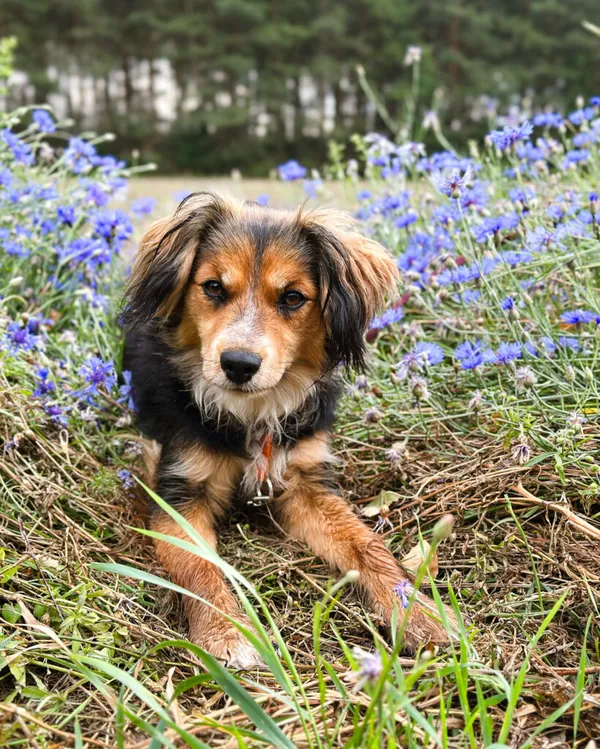 Pies do adopcji, Korabiewice, 4 maja 2025 (2/5)