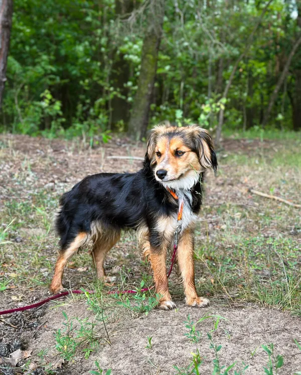 Pies do adopcji, Korabiewice, 4 maja 2025 (5/5)