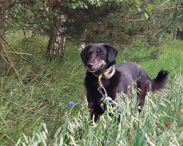 Pies do adopcji, Korabiewice, 4 maja 2025 (1/4)