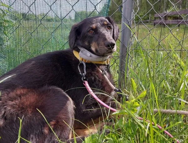 Pies do adopcji, Korabiewice, 4 maja 2025 (2/4)