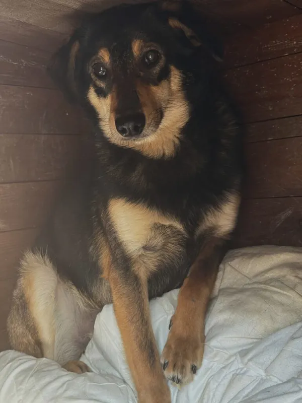 Pies do adopcji, Korabiewice, 4 maja 2025