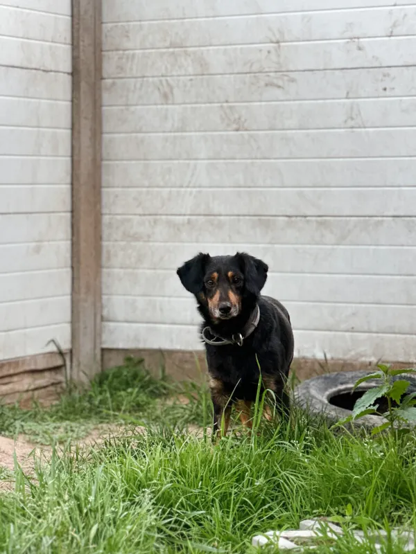 Pies do adopcji, Korabiewice, 4 maja 2025 (4/5)