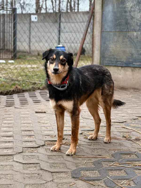 Pies do adopcji, Korabiewice, 4 maja 2025 (1/5)