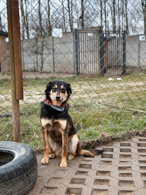 Pies do adopcji, Korabiewice, 4 maja 2025 (4/5)