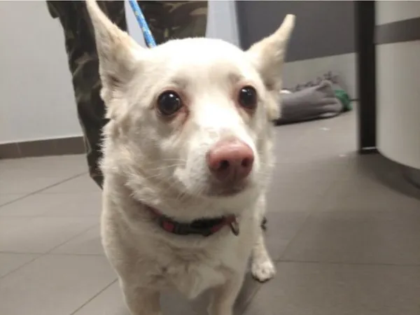 Znaleziono psa, Bydgoszcz, 2 maja 2025