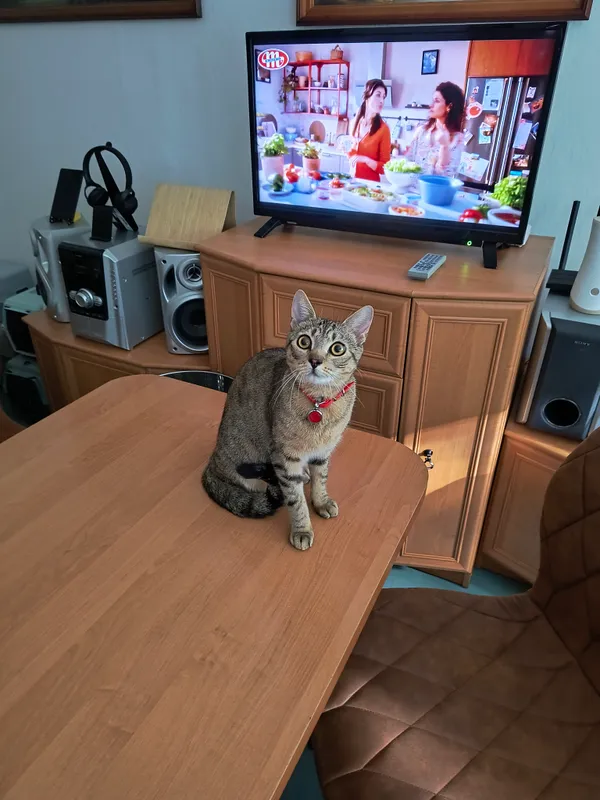 Zaginął kot, Łódź, Teofilów Przemysłowy, 5 maja 2025 (2/2)