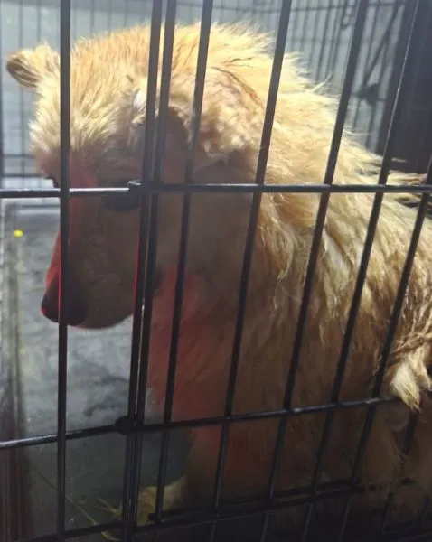 Znaleziono psa, Radom, 3 maja 2025