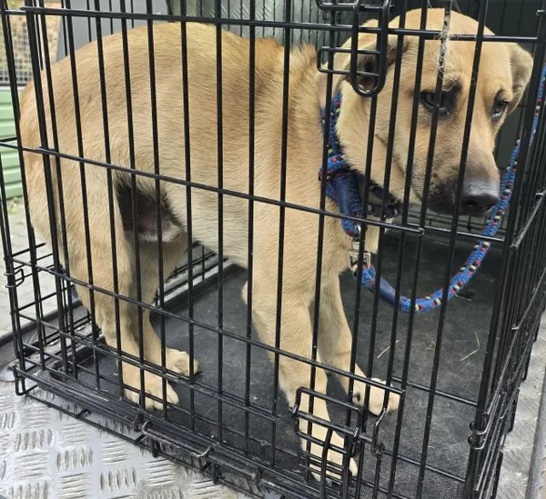 Znaleziono psa, Radom, 4 maja 2025