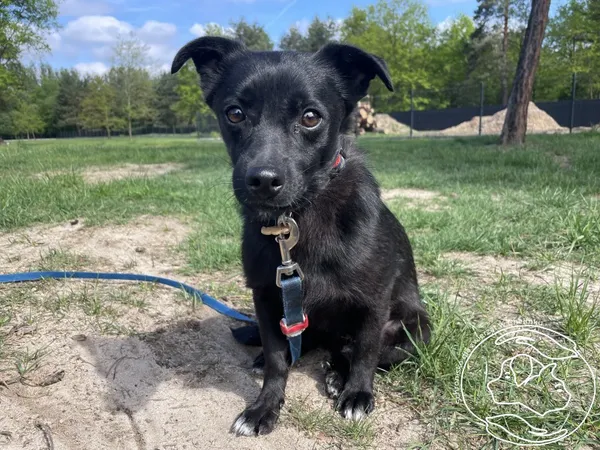 Pies do adopcji, Chełmek, 25 marca 2025