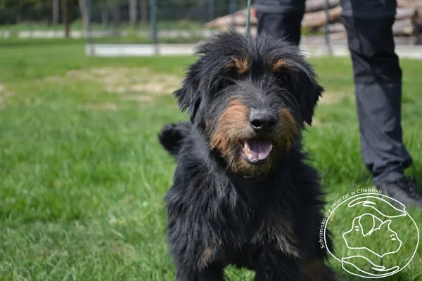 Pies do adopcji, Chełmek, 17 marca 2025