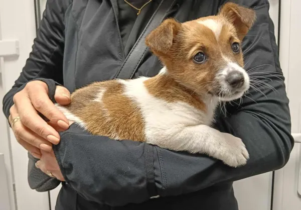 Znaleziono psa, Toruń, 3 maja 2025