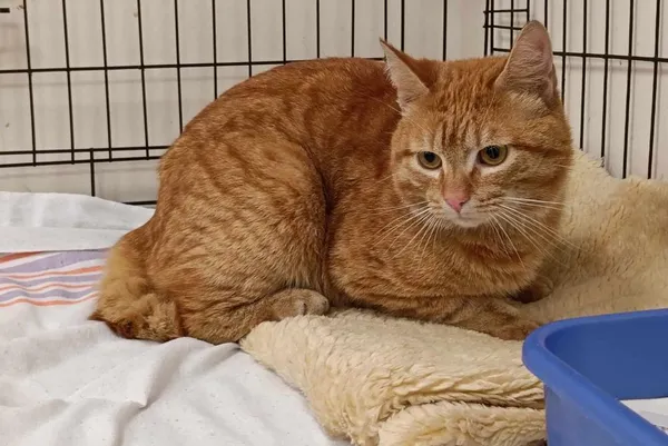 Znaleziono kota, Toruń, 2 maja 2025