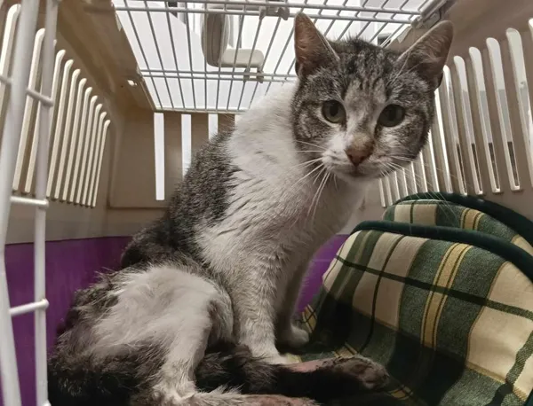 Znaleziono kota, Toruń, 2 maja 2025