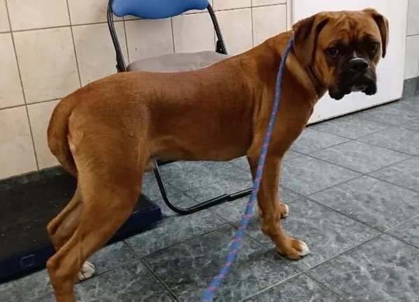 Znaleziono psa, Toruń, 2 maja 2025