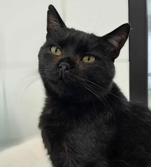 Kot do adopcji, Olsztyn, 31 marca 2025 (1/4)