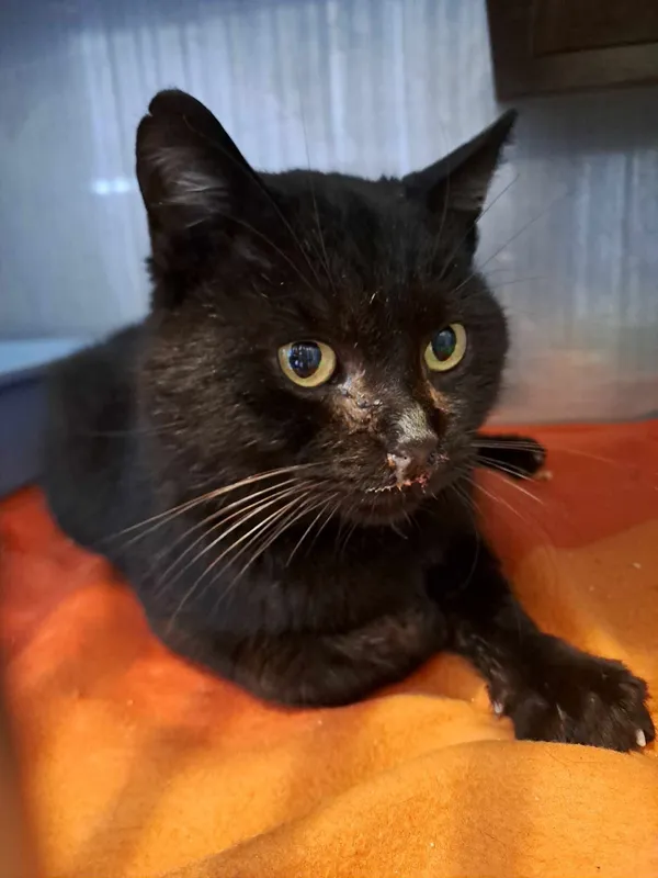 Kot do adopcji, Olsztyn, 31 marca 2025 (4/4)