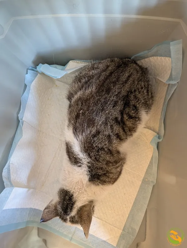 Znaleziono kota, Skałowo, 5 maja 2025 (2/2)