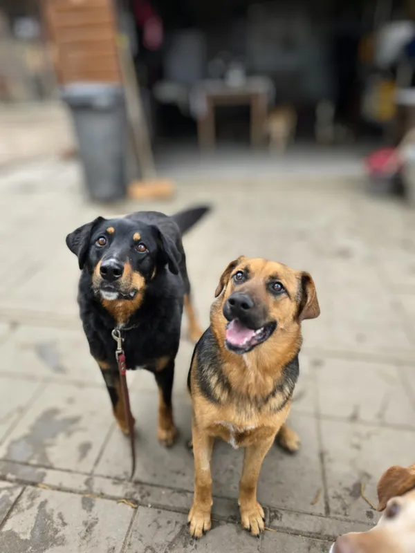 Oddam psa, Olsztyn, Brzeziny, 5 maja 2025