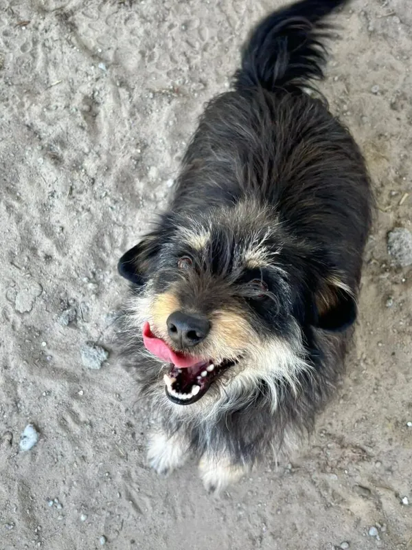 Pies do adopcji, Przyborówko, 5 maja 2025 (2/3)