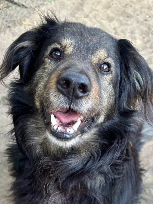 Pies do adopcji, Przyborówko, 6 października 2025 (1/5)