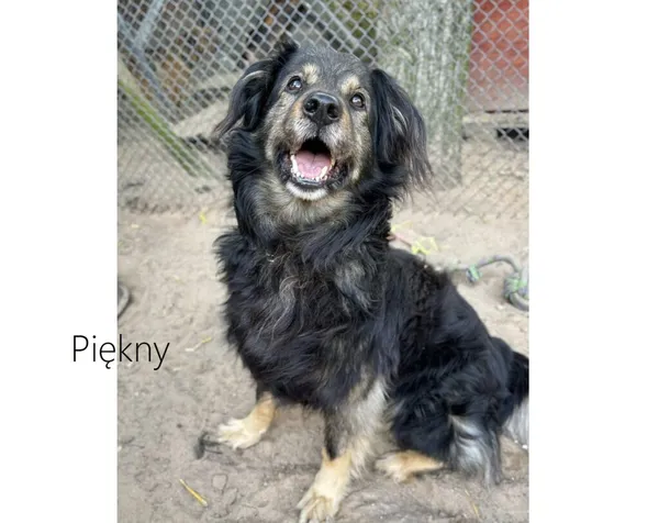 Pies do adopcji, Przyborówko, 6 października 2025 (3/5)