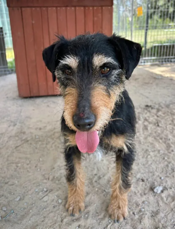 Pies do adopcji, Przyborówko, 24 czerwca 2025 (1/4)