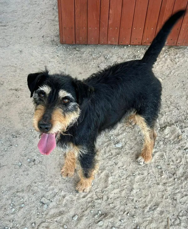 Pies do adopcji, Przyborówko, 24 czerwca 2025 (3/4)