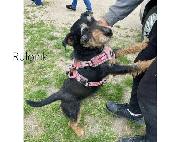 Pies do adopcji, Przyborówko, 24 czerwca 2025 (4/4)