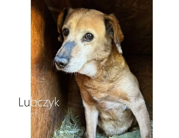 Pies do adopcji, Przyborówko, 5 maja 2025