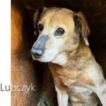Pies do adopcji