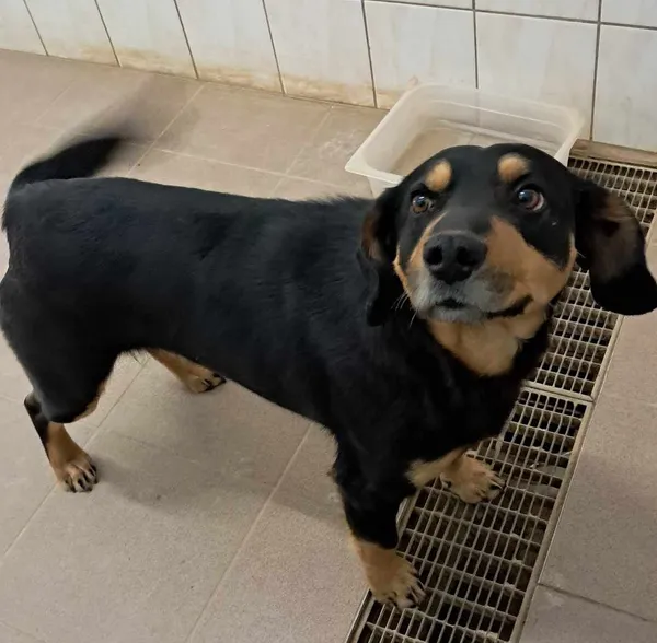 Znaleziono psa, Olsztyn, 1 maja 2025