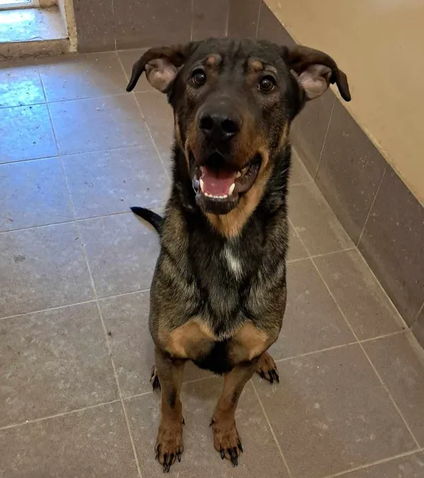 Znaleziono psa, Olsztyn, 30 kwietnia 2025