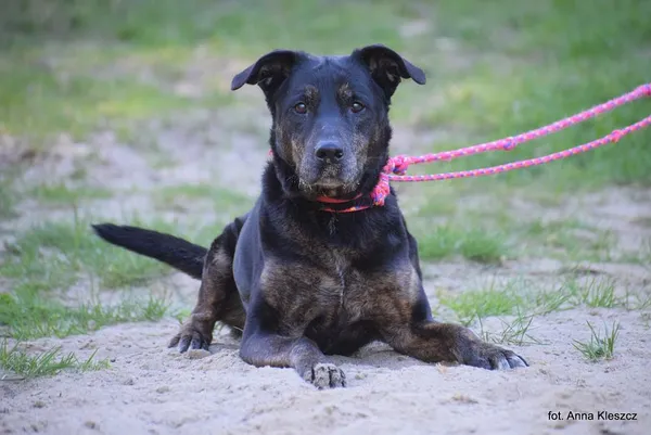 Znaleziono psa, Toruń, 11 kwietnia 2025