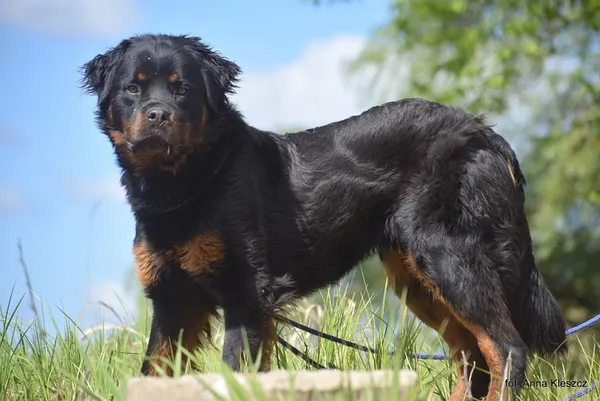 Znaleziono psa, Toruń, 3 kwietnia 2025