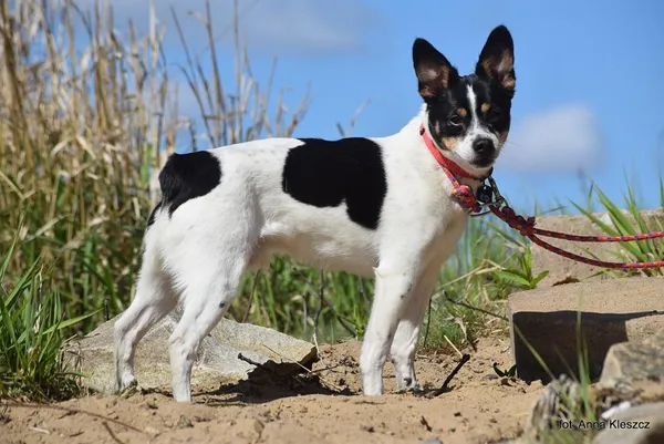 Znaleziono psa, Toruń, 28 marca 2025