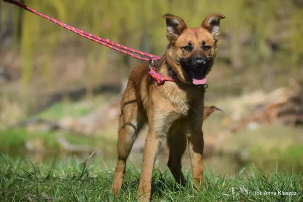 Znaleziono psa, Toruń, 28 marca 2025