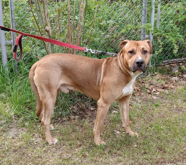 Pies do adopcji, Włocławek, 3 maja 2025 (1/5)