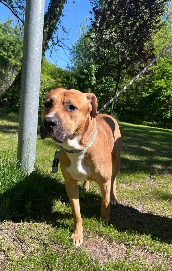 Pies do adopcji, Włocławek, 3 maja 2025 (3/5)