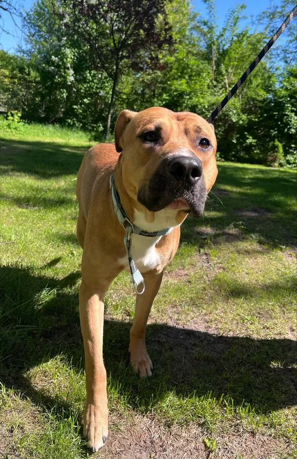 Pies do adopcji, Włocławek, 3 maja 2025 (4/5)