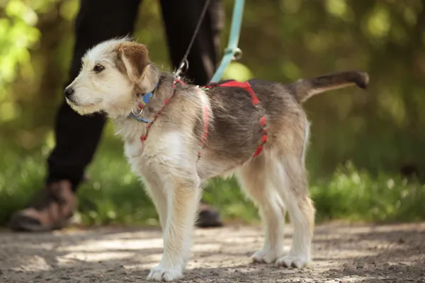 Pies do adopcji, Nowodwór, 5 maja 2025 (2/5)