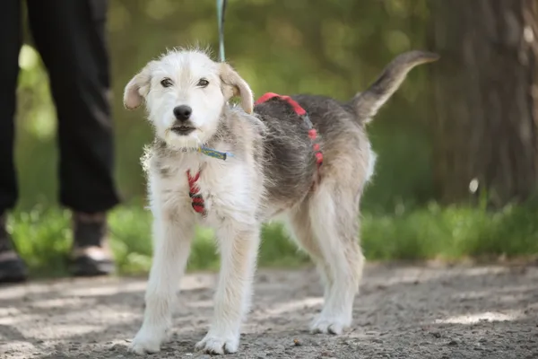 Pies do adopcji, Nowodwór, 5 maja 2025 (4/5)