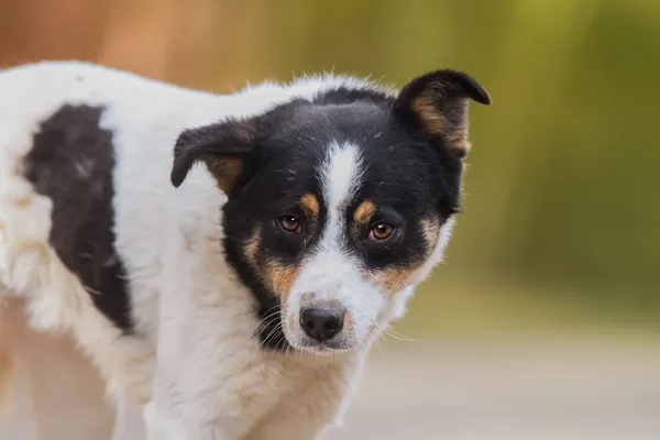 Pies do adopcji, Nowodwór, 5 maja 2025 (2/5)