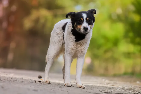 Pies do adopcji, Nowodwór, 5 maja 2025 (3/5)