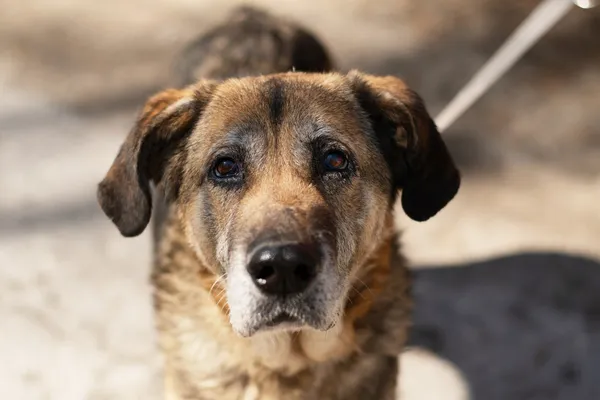 Pies do adopcji, Nowodwór, 5 maja 2025 (2/5)