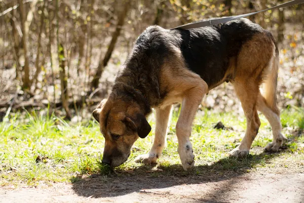 Pies do adopcji, Nowodwór, 5 maja 2025 (5/5)
