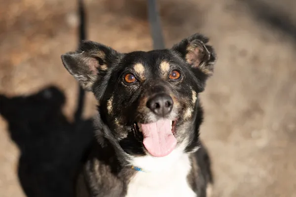 Pies do adopcji, Nowodwór, 5 maja 2025 (1/5)